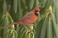 Cardinalis cardinalis